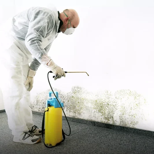 Damp & Mould